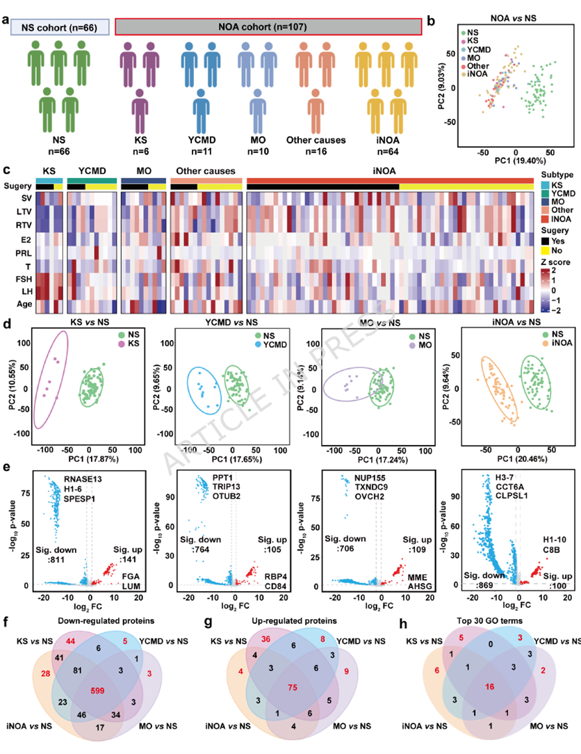 Etiology-resolved SPEV proteomic analysis reveals shared and subgroup-specific changes across NOA subtypes