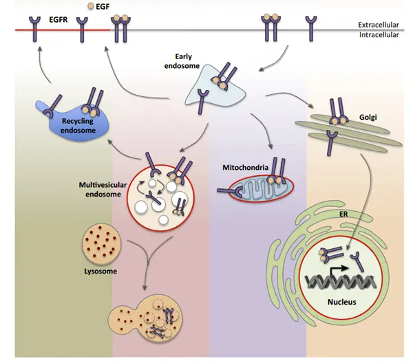 EGF‑induced EGFR receptor trafficking