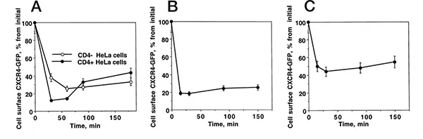 SDF‑1α‑induced CXCR4 endocytosis and recycling