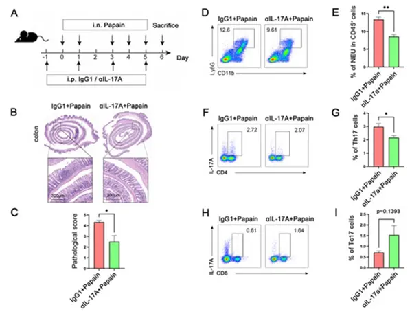 IL‑17A blockade attenuates asthma‑induced intestinal injury in mice