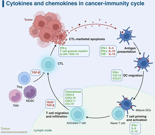 Cytokines and chemokines in the cancer‑immunity cycle