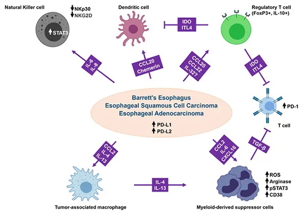 Mechanisms of cytokine‑ and chemokine‑mediated immune evasion in the tumor microenvironment (TME)