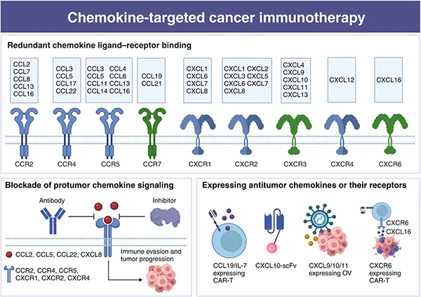 Chemokine ligand‑receptor interactions and their implications for cancer immunotherapy