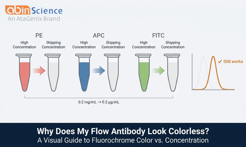 Why Does My Conjugated Antibody Look Colorless? A Flow Cytometry Color Guide