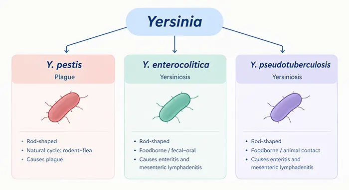Figure 1. Major pathogenic species of the genus Yersinia.