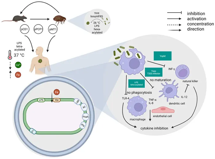 Figure 3. Primary virulence determinants of Yersinia pestis.