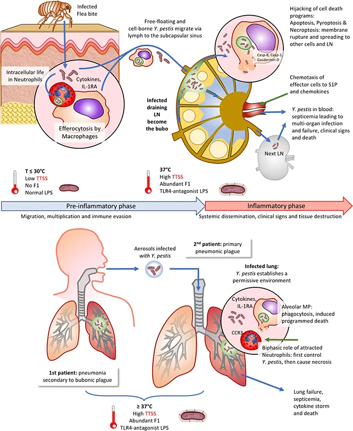 Evasion of innate immunity by Yersinia pestis