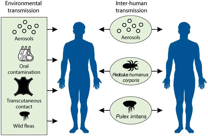 Figure 2. Enzootic cycle and human infection pathways of Yersinia pestis.