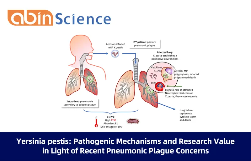 Yersinia pestis: Pathogenic Mechanisms and Research Value in Light of Recent Pneumonic Plague Concerns