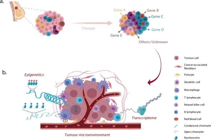 Clonal selection and drug resistance evolution under therapeutic pressure
