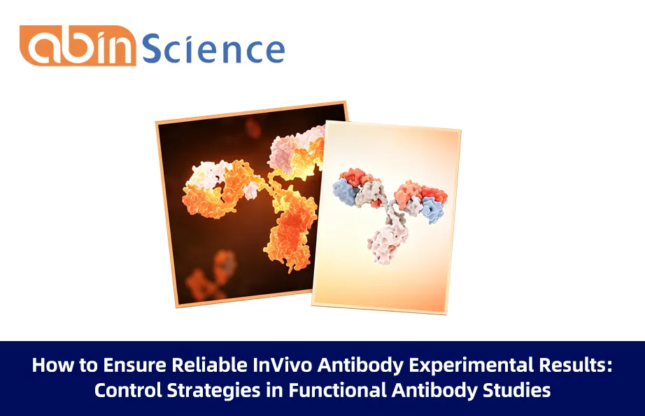 How to Ensure Reliable InVivo Antibody Experimental Results: Control Strategies in Functional Antibody Studies