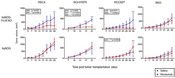 Anti tumor efficacy of nivolumab across different humanized mouse models and Fc receptor engagement impact