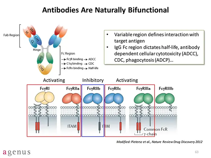 Biological factors contributing to multi faceted antibody responses invivo