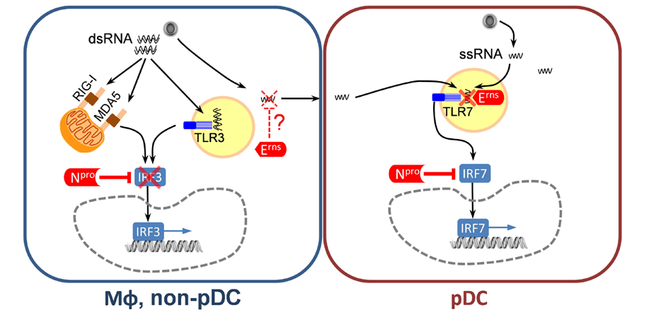 CSFV-encoded inhibitors of the type I interferon system