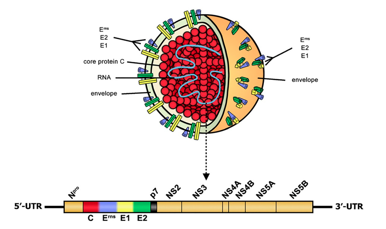 Schematic of CSFV virion structure and genome organization