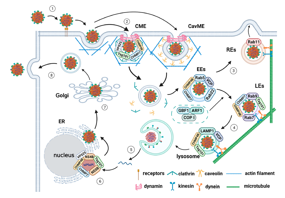 Model of CSFV entry and intracellular trafficking
