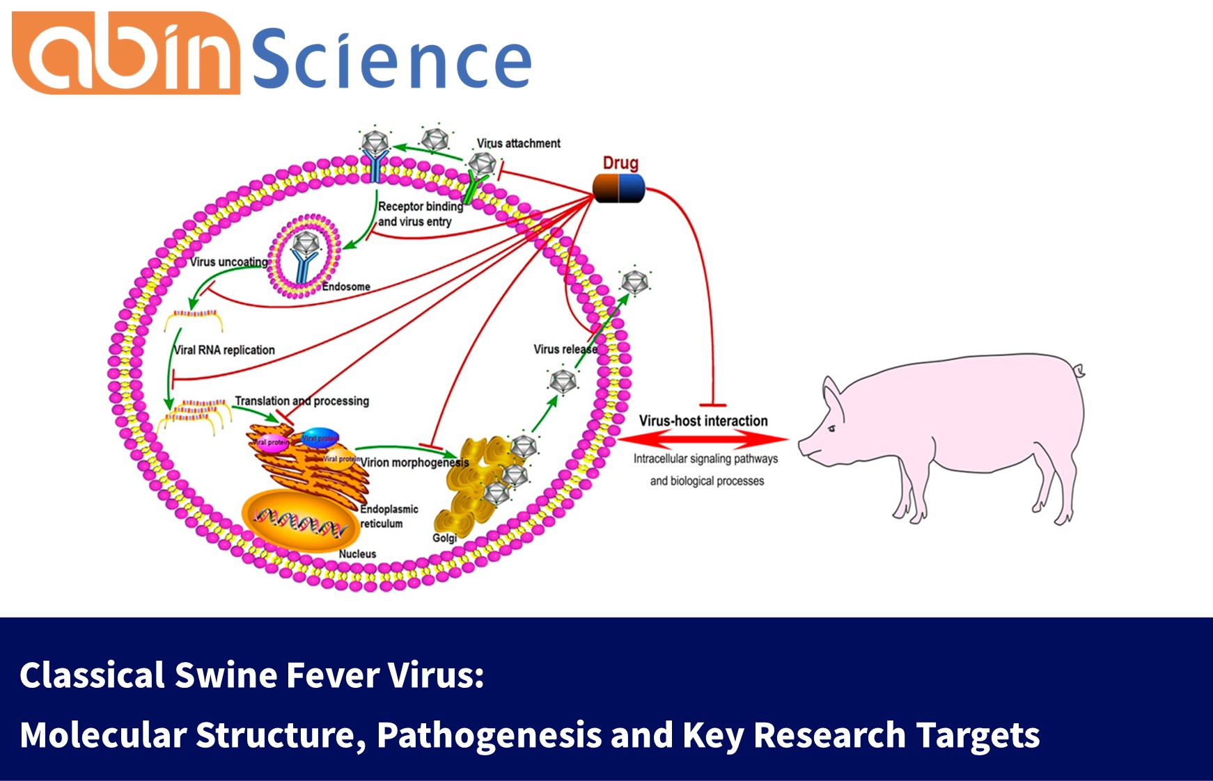 Classical Swine Fever Virus: Molecular Structure, Pathogenesis and Key Research Targets