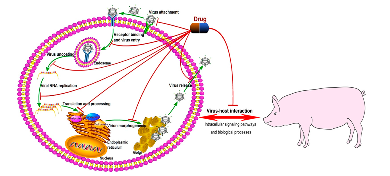 Viral life cycle stages and host pathways targeted by anti-CSFV drug candidates