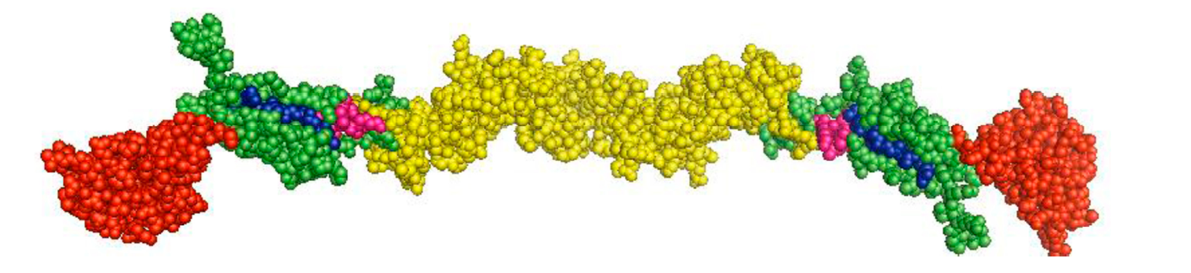 Predicted 3D structural model of CSFV E2