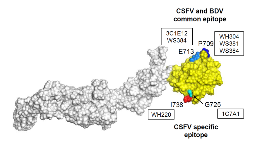 Structural mapping of mAb binding sites on the B/C domain of E2