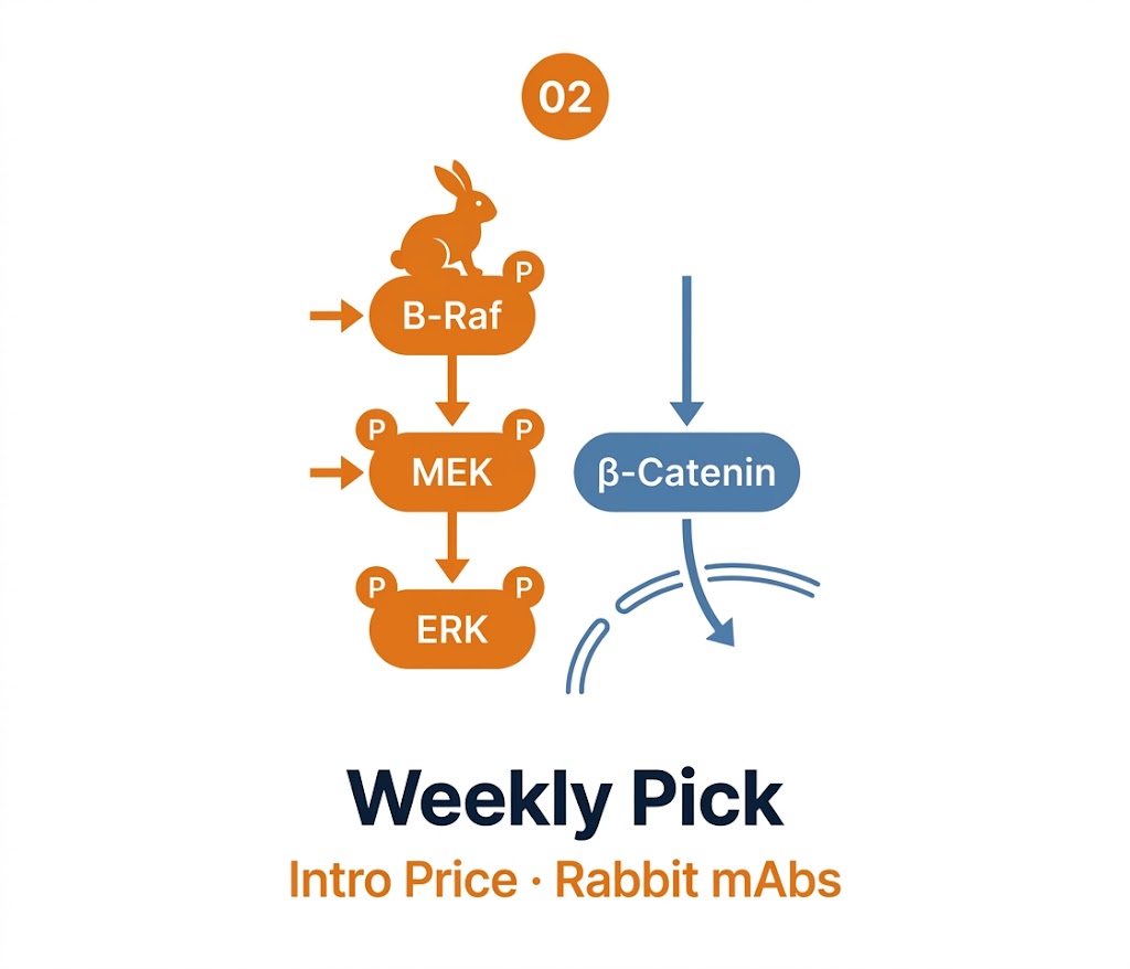 Weekly Pick Week 02 &mdash; MAPK/ERK & Wnt Signaling