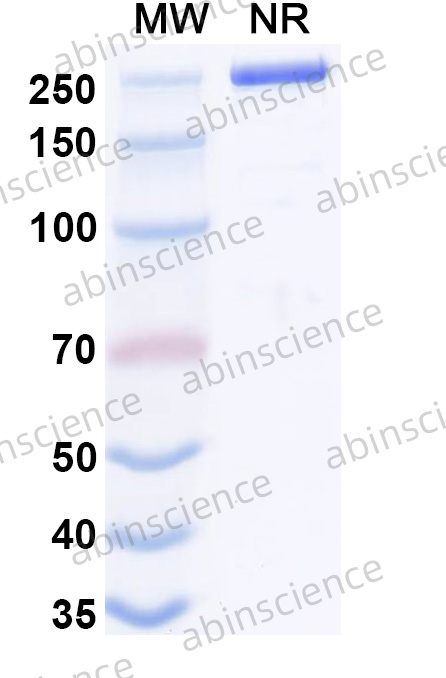 Anti-Panitumumab Neutralizing Recombinant Antibody (SAA2898)