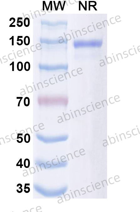 Anti-Zolbetuximab Neutralizing Recombinant Antibody (SAA2837)