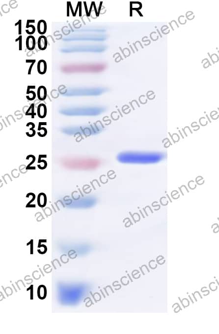 Canine CD44 Recombinant Protein (N-His)