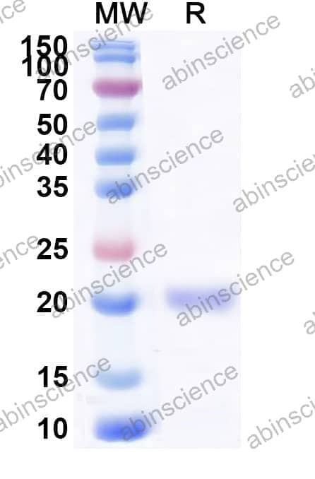 Canine IL33 Recombinant Protein (N-His)