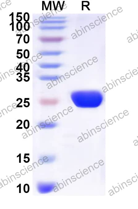 Canine CRP Recombinant Protein (N-His)