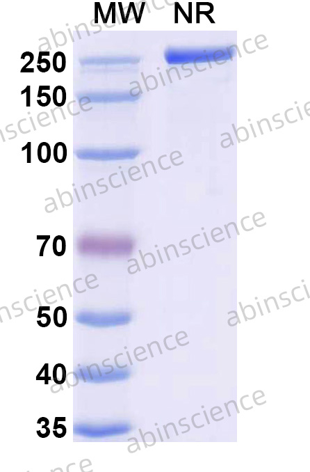 Anti-Human beta-NGF Reference Antibody (Izenivetmab, RUO)
