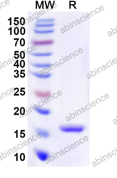 Canine Factor VIII Recombinant Protein (N-His)