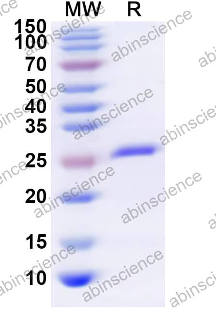 Feline CD44 Recombinant Protein (N-His)