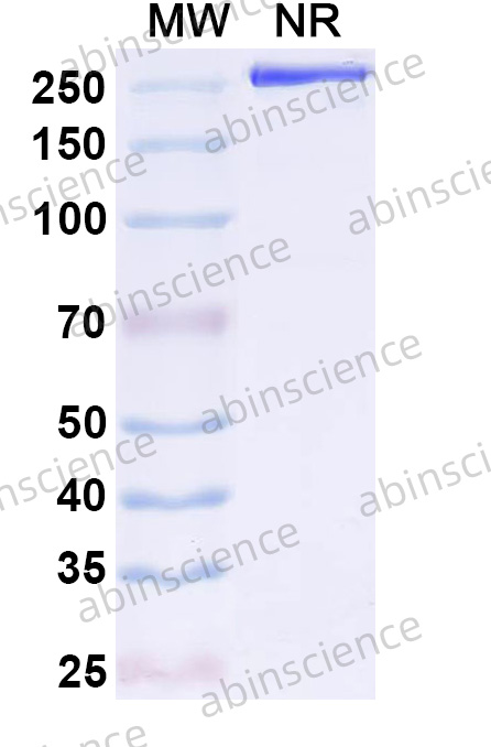 Anti-OVA/Ovalbumin Recombinant Antibody (SAA0619)
