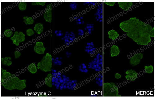 Anti-Gal d 4 Recombinant Nanobody (SAA0898)