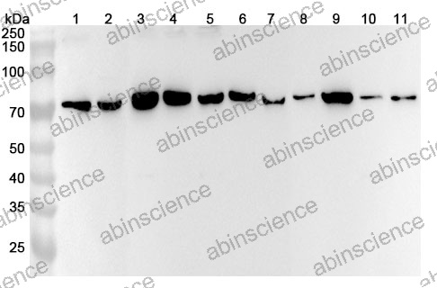 Anti-Human PLK3 Polyclonal Antibody