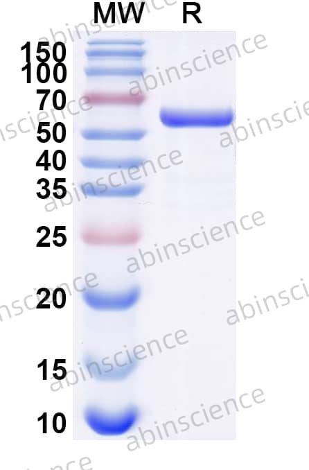 Research Grade Sifarobocept