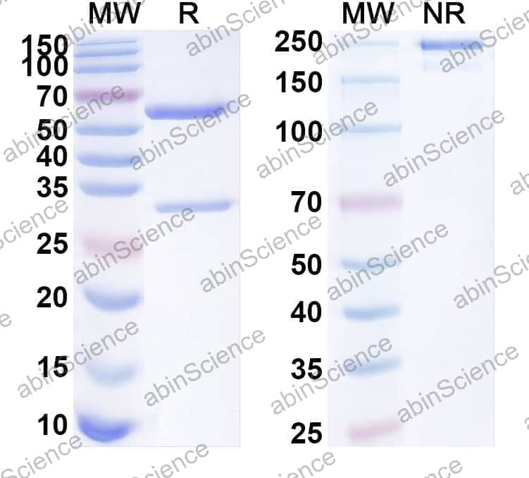 Anti-Human BTNL3 Recombinant Antibody (SAA1852)