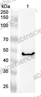 Anti-Human Malin Polyclonal Antibody