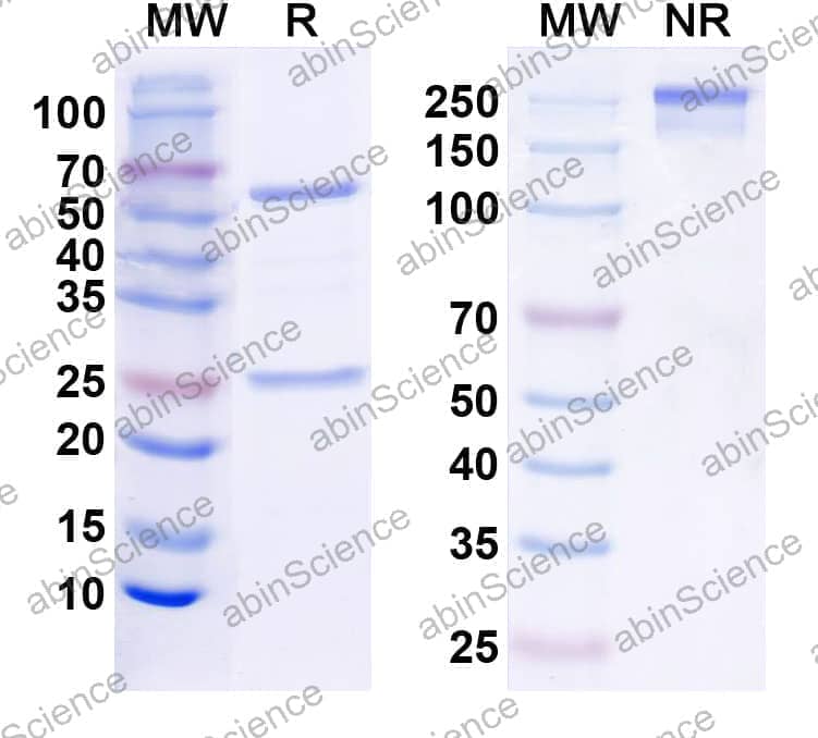Anti-Pancortin Recombinant Antibody (K97/15)