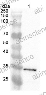 Anti-Human FAM170A Polyclonal Antibody
