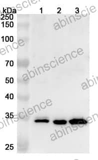 Anti-Human NSMCE2 Polyclonal Antibody