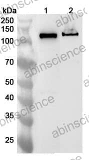 Anti-RAD21 Polyclonal Antibody