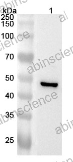 Anti-Human CYP1B1 Polyclonal Antibody