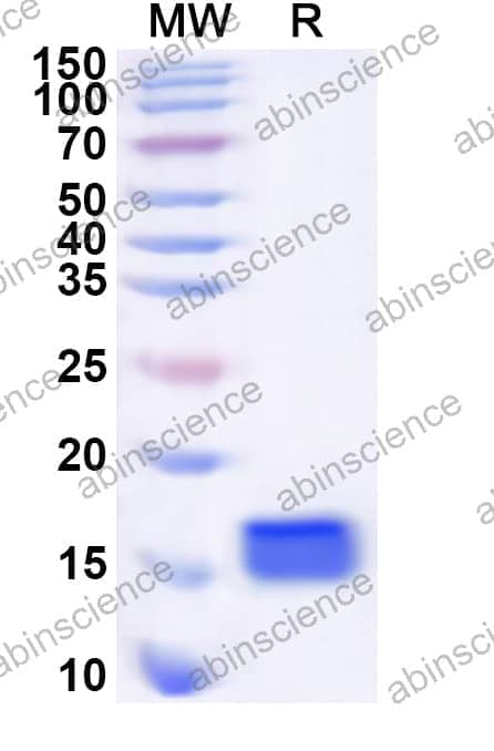 Human EGR4 Recombinant Protein (N-His)