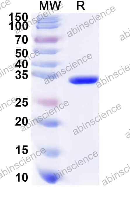 Human PSMA1 Recombinant Protein (N-His)