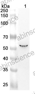 Anti-VIPR2 Polyclonal Antibody
