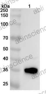 Anti-ASPA Polyclonal Antibody