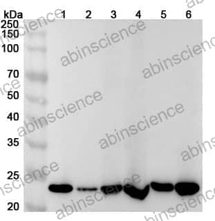 Anti-PSMB4 Polyclonal Antibody