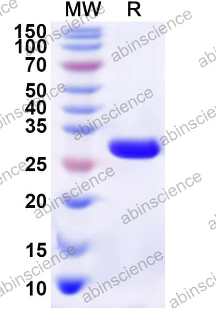 Human DAP Recombinant Protein (N-His-KSI)